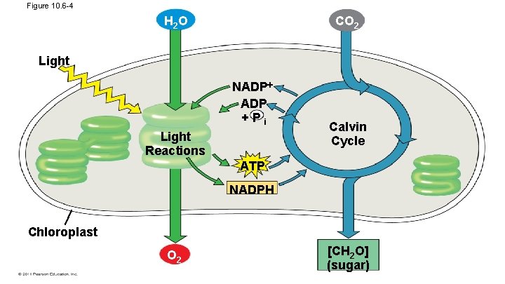 Figure 10. 6 -4 CO 2 H 2 O Light NADP +Pi Light Reactions