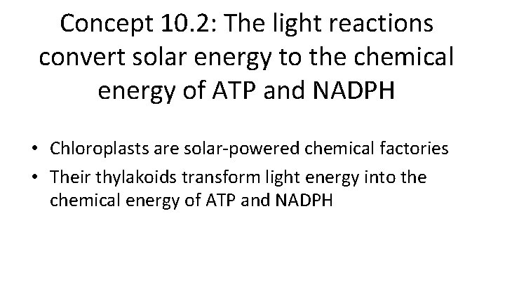 Concept 10. 2: The light reactions convert solar energy to the chemical energy of