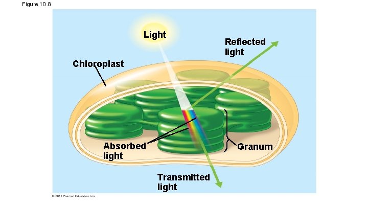 Figure 10. 8 Light Reflected light Chloroplast Absorbed light Granum Transmitted light 