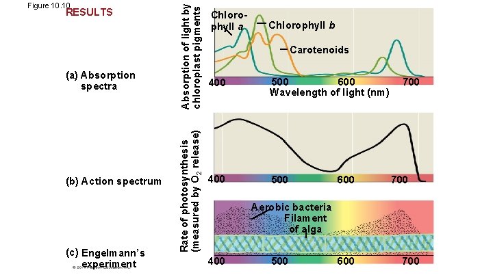 (a) Absorption spectra (b) Action spectrum (c) Engelmann’s experiment Absorption of light by chloroplast