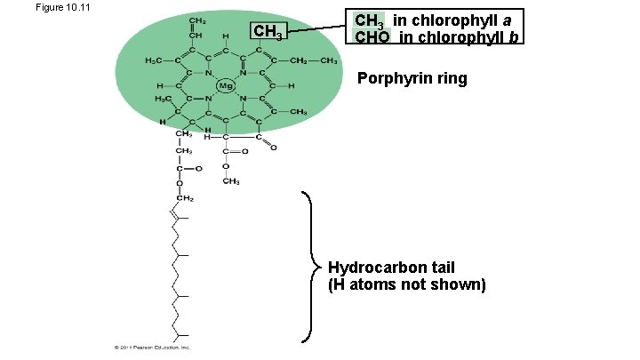 Figure 10. 11 CH 3 in chlorophyll a CHO in chlorophyll b Porphyrin ring