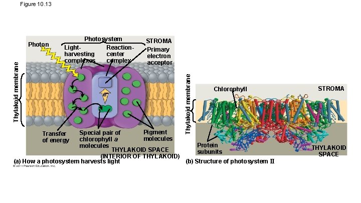 Figure 10. 13 Photosystem Light. Reactionharvesting center complexes complex e STROMA Primary electron acceptor