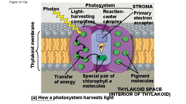 Figure 10. 13 a Thylakoid membrane Photon Photosystem Light. Reactionharvesting center complexes complex STROMA