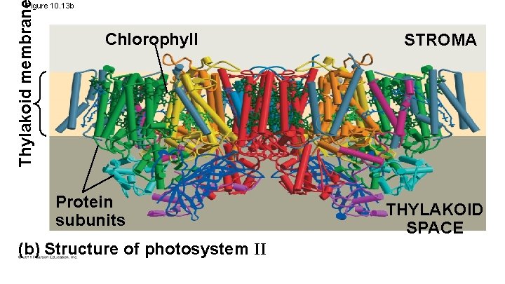 Thylakoid membran Figure 10. 13 b Chlorophyll Protein subunits (b) Structure of photosystem II
