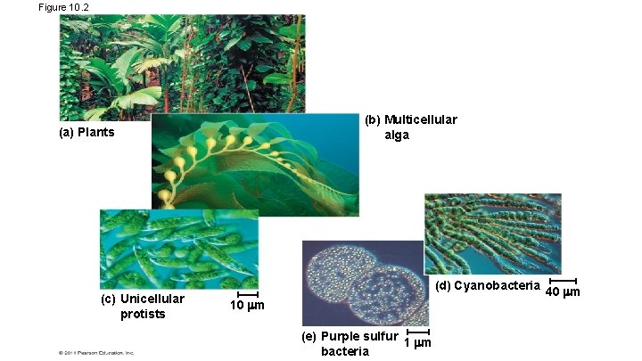 Figure 10. 2 (b) Multicellular alga (a) Plants (c) Unicellular protists (d) Cyanobacteria 40