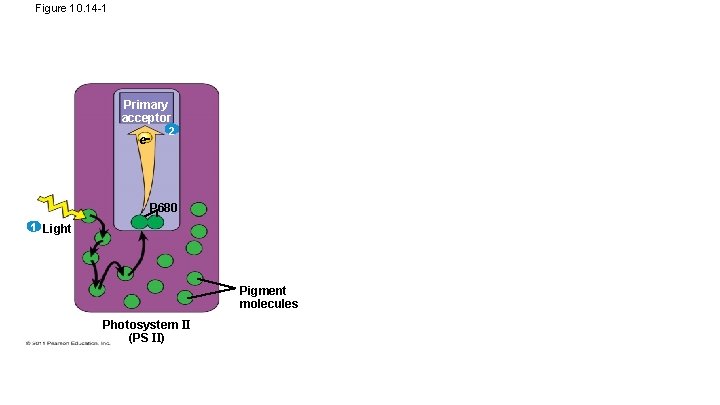 Figure 10. 14 -1 Primary acceptor e 2 P 680 1 Light Pigment molecules