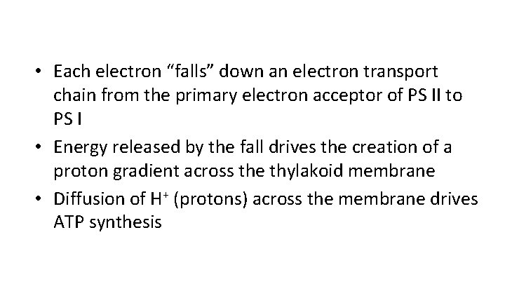  • Each electron “falls” down an electron transport chain from the primary electron