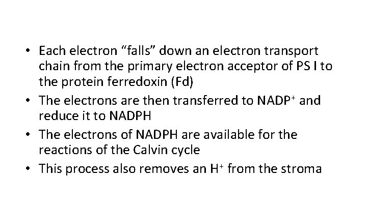  • Each electron “falls” down an electron transport chain from the primary electron