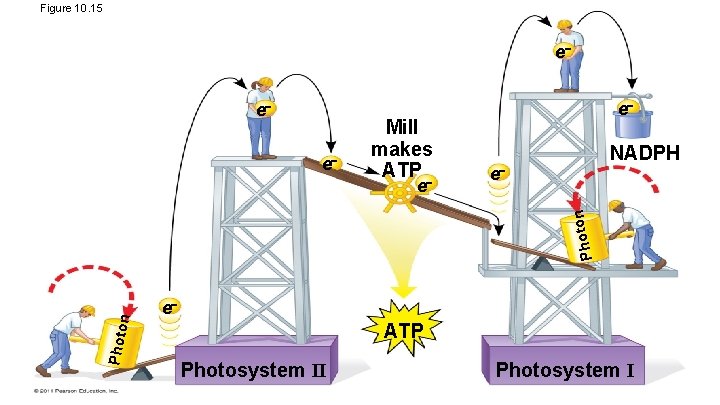 Figure 10. 15 e e e Mill makes ATP NADPH e Photo n n