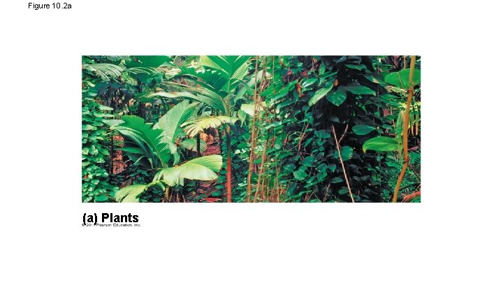 Figure 10. 2 a (a) Plants 
