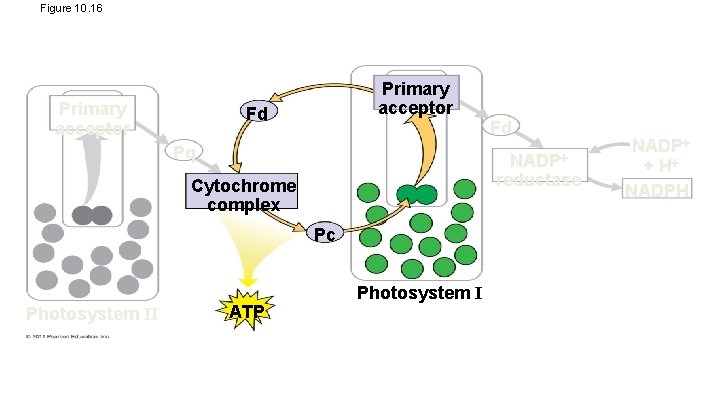 Figure 10. 16 Primary acceptor Fd Pq NADP reductase Cytochrome complex Pc Photosystem II