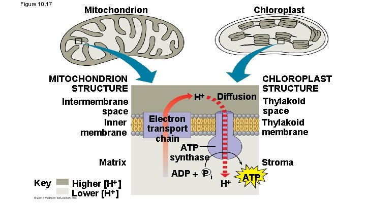 Figure 10. 17 MITOCHONDRION STRUCTURE Intermembrane space Inner membrane Matrix Key Chloroplast Mitochondrion [H