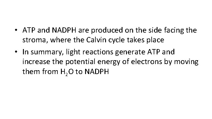  • ATP and NADPH are produced on the side facing the stroma, where