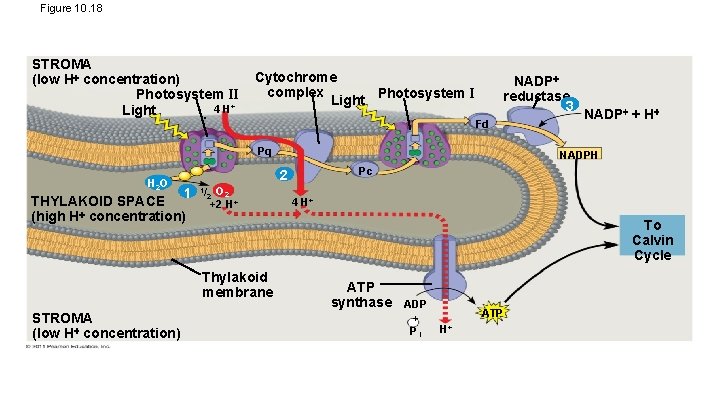 Figure 10. 18 STROMA (low H concentration) Photosystem II 4 H+ Light Cytochrome complex