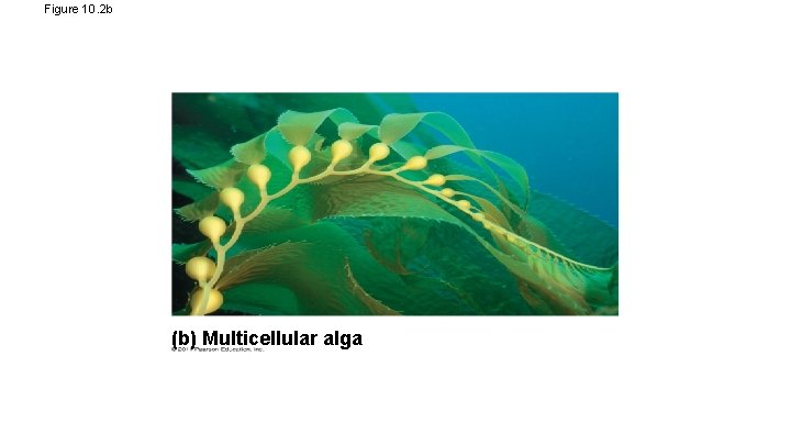 Figure 10. 2 b (b) Multicellular alga 