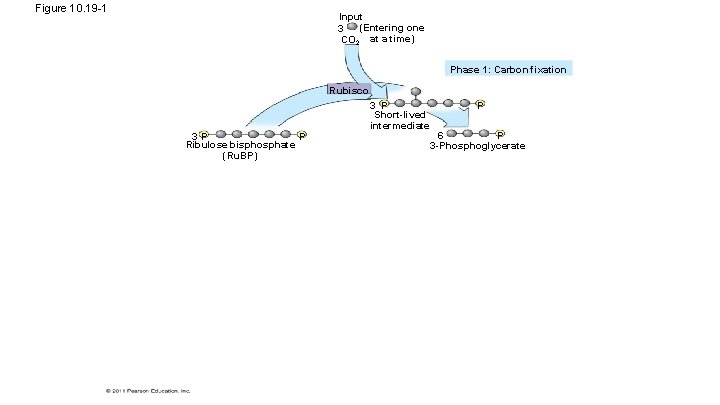 Figure 10. 19 -1 Input (Entering one 3 CO 2 at a time) Phase