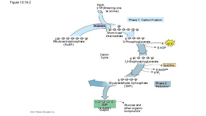 Figure 10. 19 -2 Input (Entering one 3 CO 2 at a time) Phase