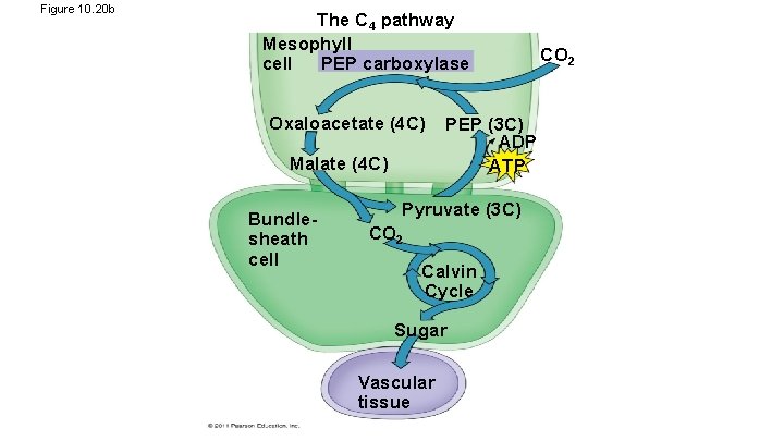Figure 10. 20 b The C 4 pathway Mesophyll PEP carboxylase cell Oxaloacetate (4