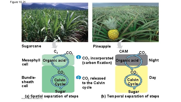 Figure 10. 21 Sugarcane Pineapple C 4 CO 2 CAM CO 2 Mesophyll Organic