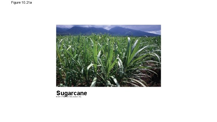 Figure 10. 21 a Sugarcane 