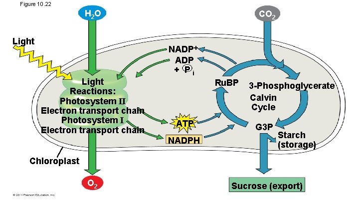 Figure 10. 22 H 2 O Light CO 2 NADP + Pi Light Reactions: