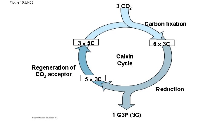 Figure 10. UN 03 3 CO 2 Carbon fixation 3 5 C Regeneration of