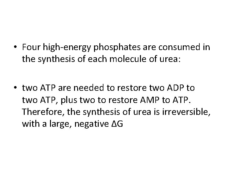  • Four high-energy phosphates are consumed in the synthesis of each molecule of