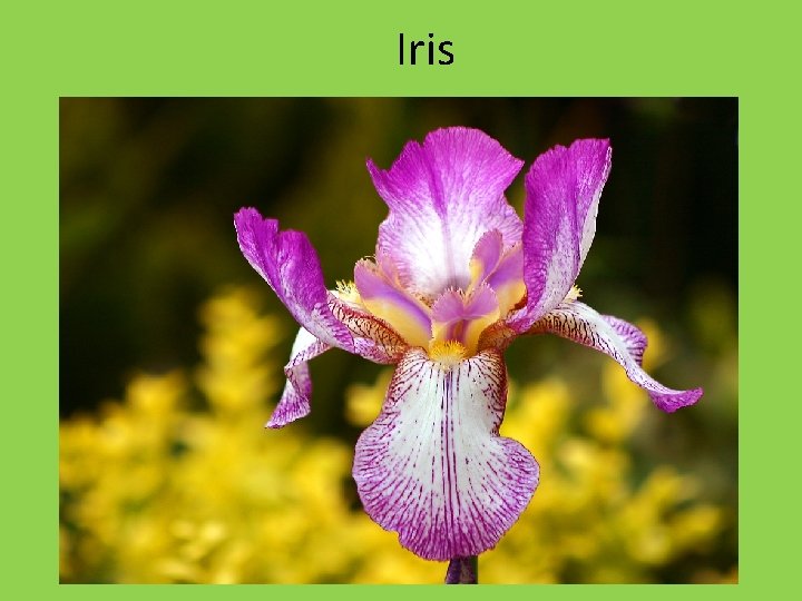 Iris 