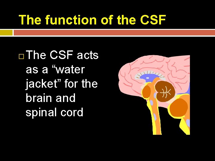 The function of the CSF The CSF acts as a “water jacket” for the