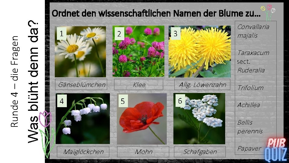 Was blüht denn da? Runde 4 – die Fragen Ordnet den wissenschaftlichen Namen der