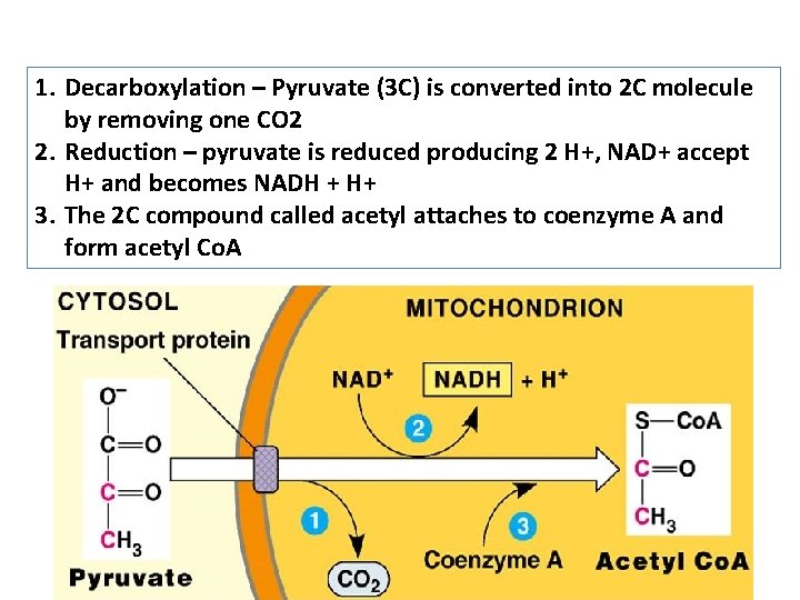 1. Decarboxylation – Pyruvate (3 C) is converted into 2 C molecule by removing