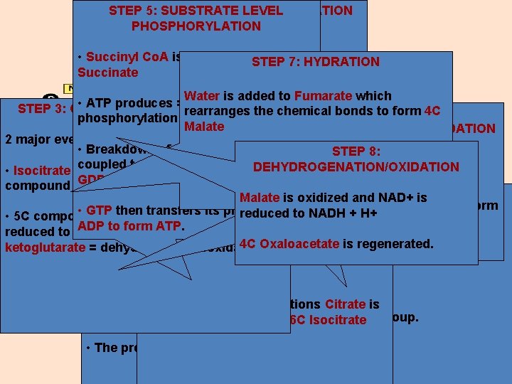 STEP 4: 5: OXIDATIVE SUBSTRATE DECARBOXYLATION LEVEL PHOSPHORYLATION • -Ketoglutarate removes CO 2 =