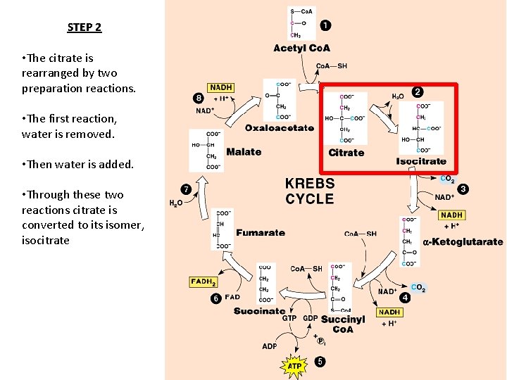 STEP 2 • The citrate is rearranged by two preparation reactions. • The first