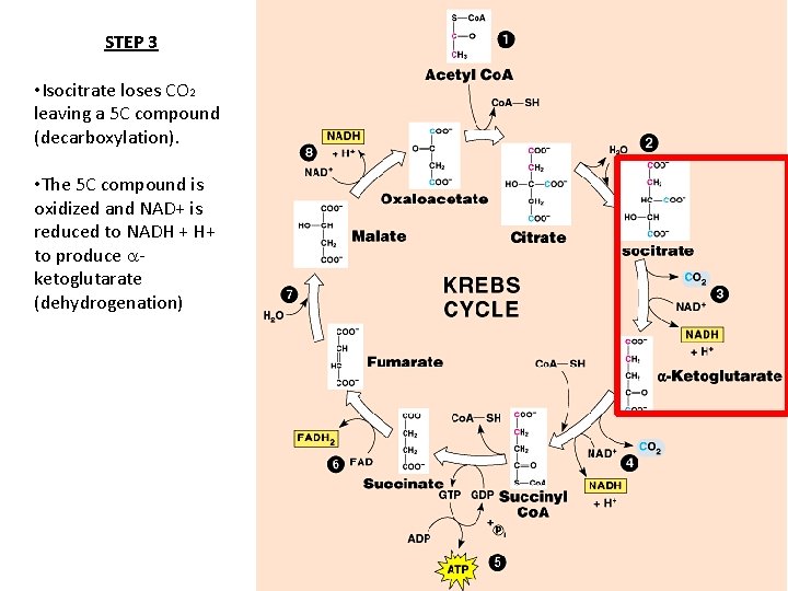 STEP 3 • Isocitrate loses CO 2 leaving a 5 C compound (decarboxylation). •