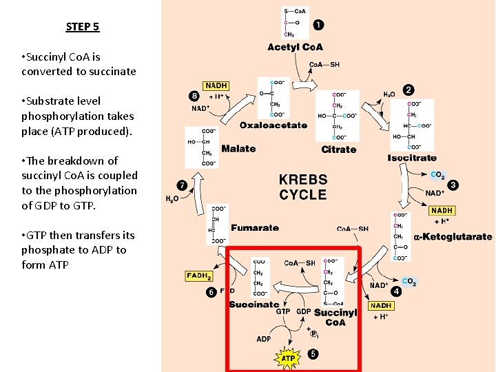 STEP 5 • Succinyl Co. A is converted to succinate • Substrate level phosphorylation