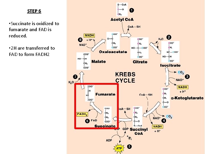 STEP 6 • Succinate is oxidized to fumarate and FAD is reduced. • 2
