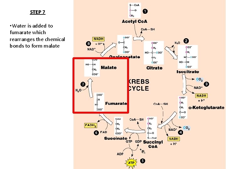 STEP 7 • Water is added to fumarate which rearranges the chemical bonds to