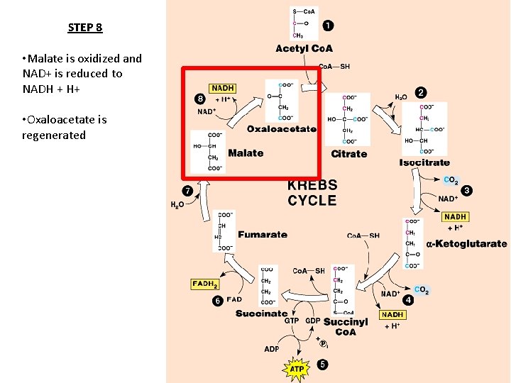 STEP 8 • Malate is oxidized and NAD+ is reduced to NADH + H+