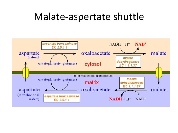 Malate-aspertate shuttle 