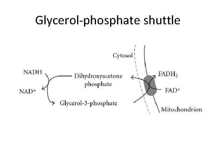 Glycerol-phosphate shuttle 