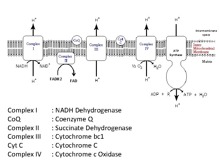 Intermembrane space ATP Synthase FADH 2 Complex I Co. Q Complex III Cyt C