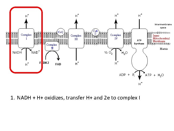 Intermembrane space ATP Synthase FADH 2 FAD 1. NADH + H+ oxidizes, transfer H+