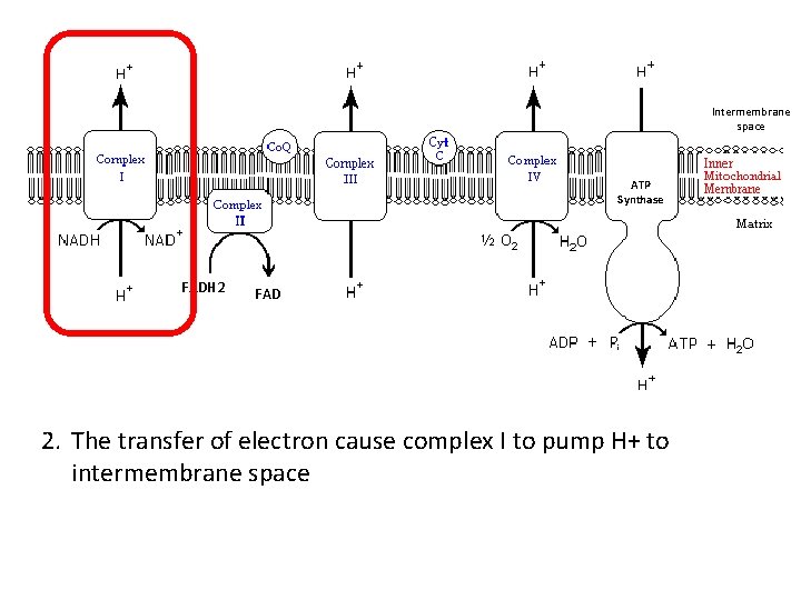 Intermembrane space ATP Synthase FADH 2 FAD 2. The transfer of electron cause complex