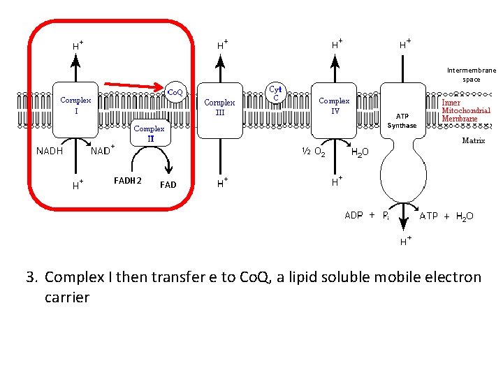 Intermembrane space ATP Synthase FADH 2 FAD 3. Complex I then transfer e to