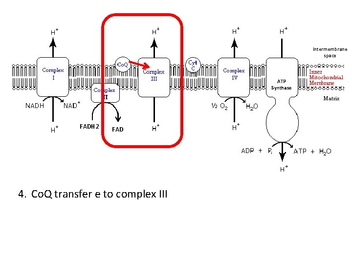 Intermembrane space ATP Synthase FADH 2 FAD 4. Co. Q transfer e to complex