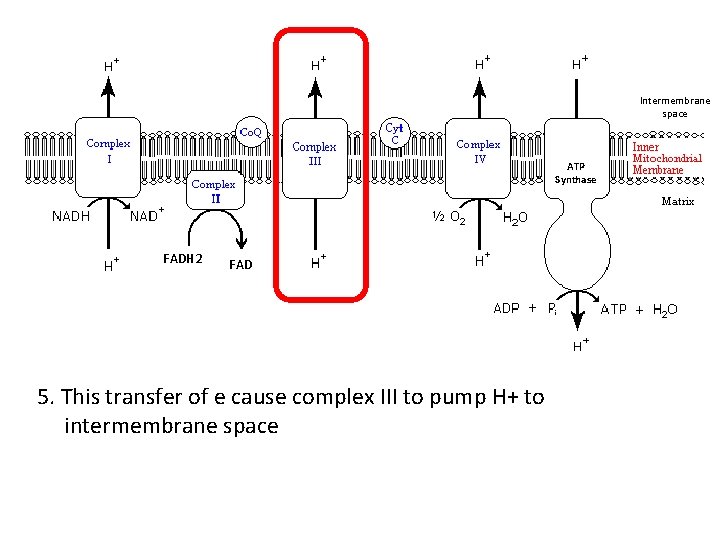 Intermembrane space ATP Synthase FADH 2 FAD 5. This transfer of e cause complex