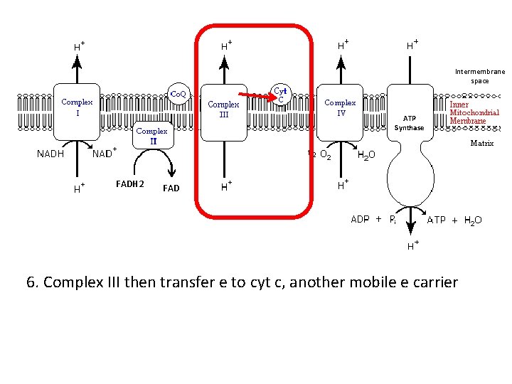 Intermembrane space ATP Synthase FADH 2 FAD 6. Complex III then transfer e to