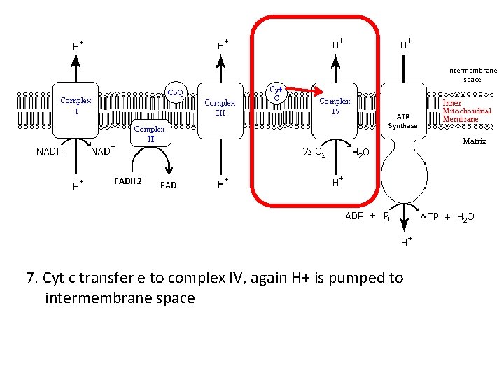 Intermembrane space ATP Synthase FADH 2 FAD 7. Cyt c transfer e to complex