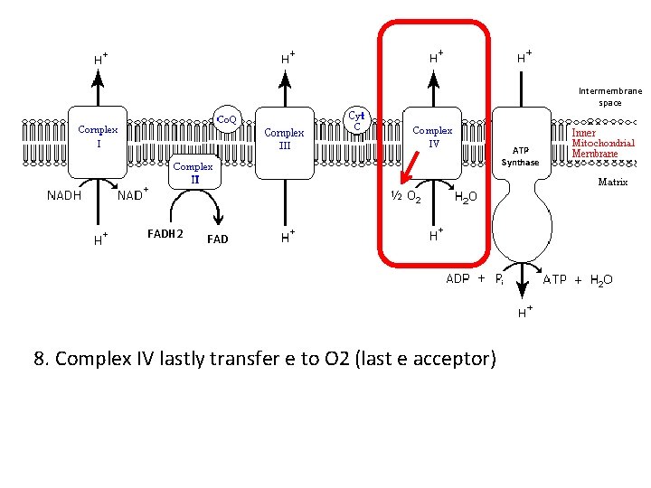 Intermembrane space ATP Synthase FADH 2 FAD 8. Complex IV lastly transfer e to