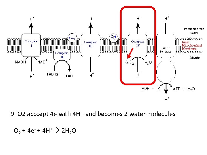 Intermembrane space ATP Synthase FADH 2 FAD 9. O 2 acccept 4 e with